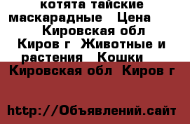 котята тайские маскарадные › Цена ­ 300 - Кировская обл., Киров г. Животные и растения » Кошки   . Кировская обл.,Киров г.